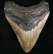 Megalodon Tooth - North Carolina #7467-1